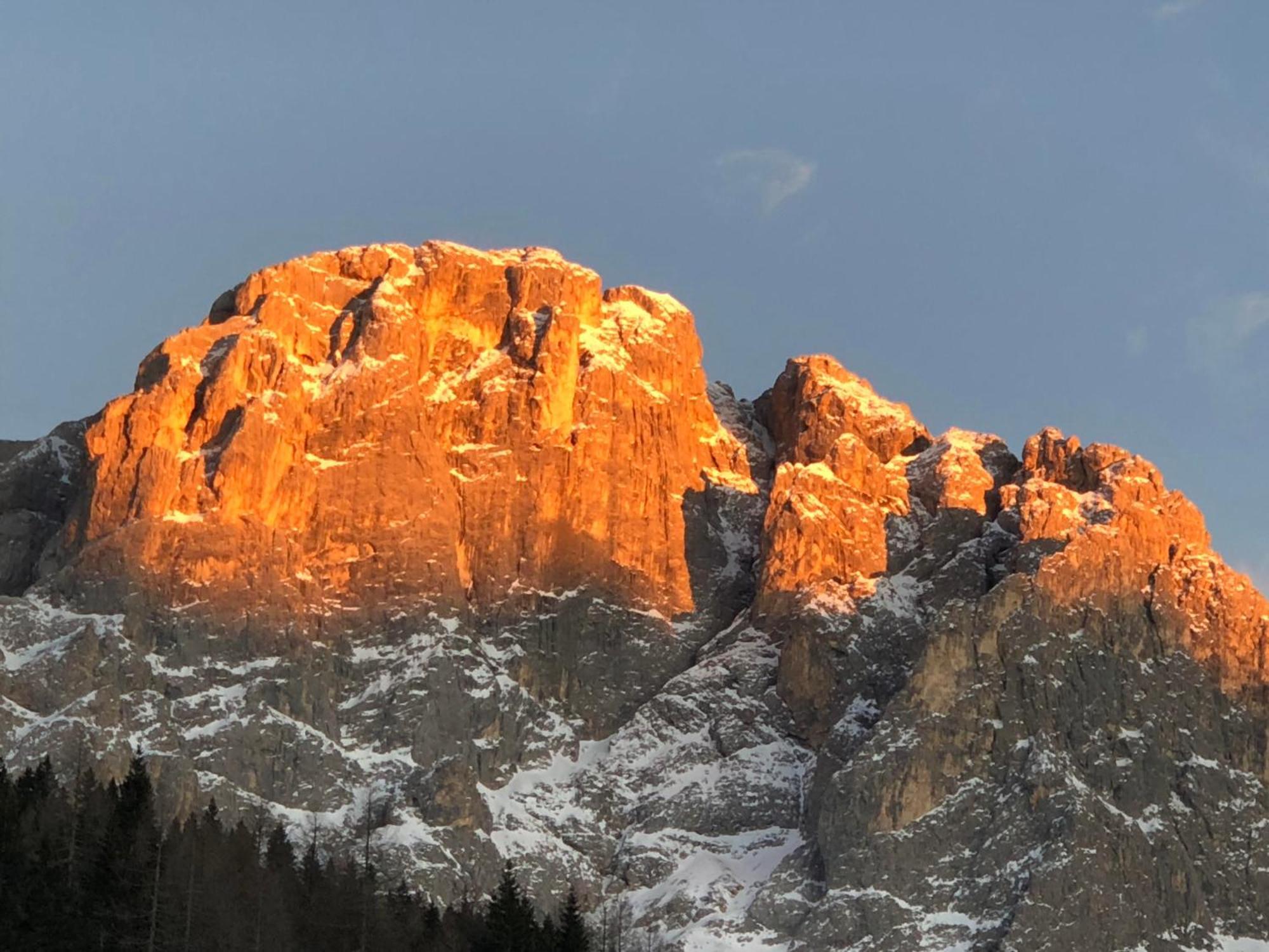 Piccola Stella Alpina Canale d'Agordo
